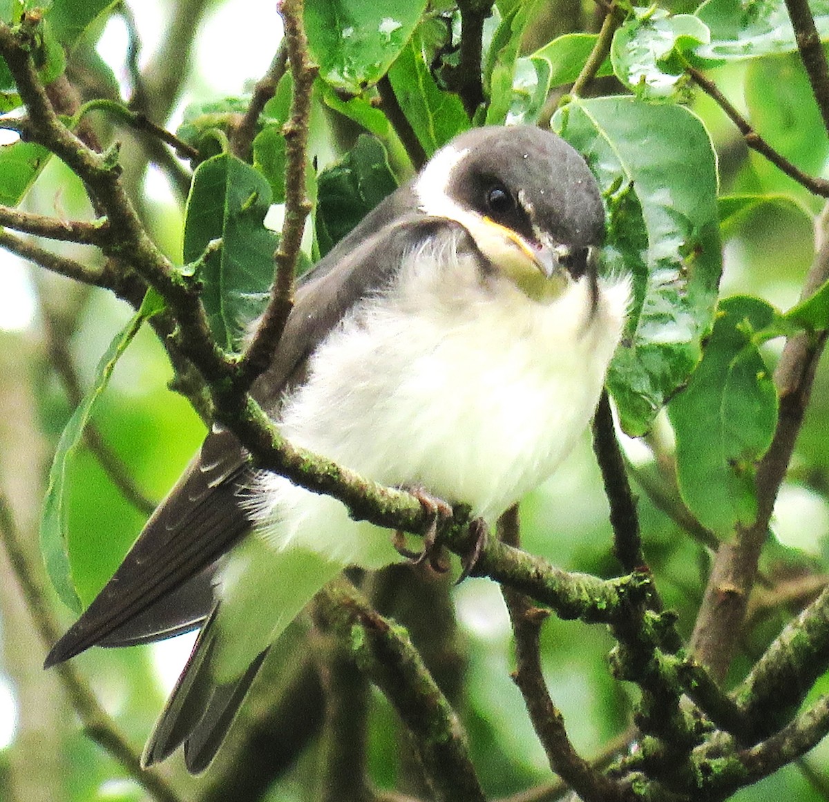 White-rumped Swallow - Letícia Matheus Baccarin