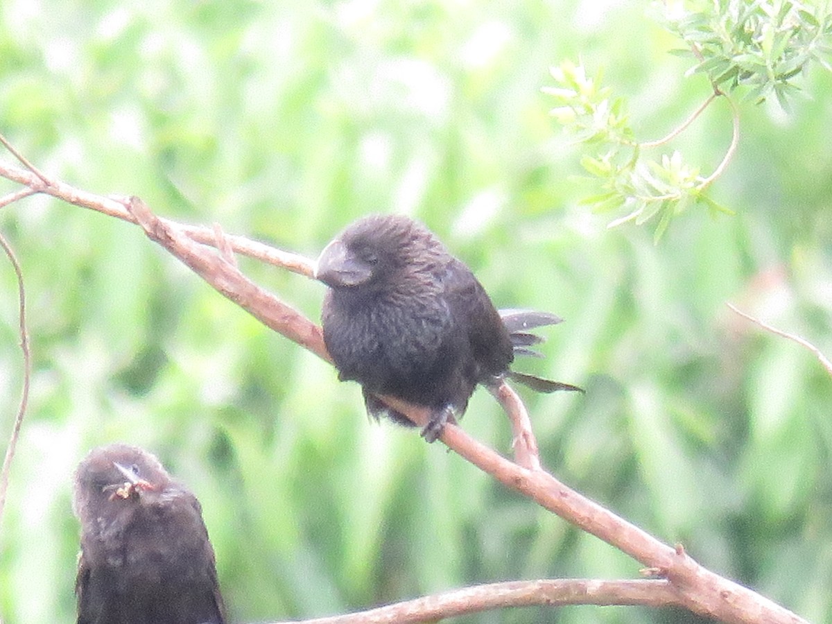 Smooth-billed Ani - Letícia Matheus Baccarin