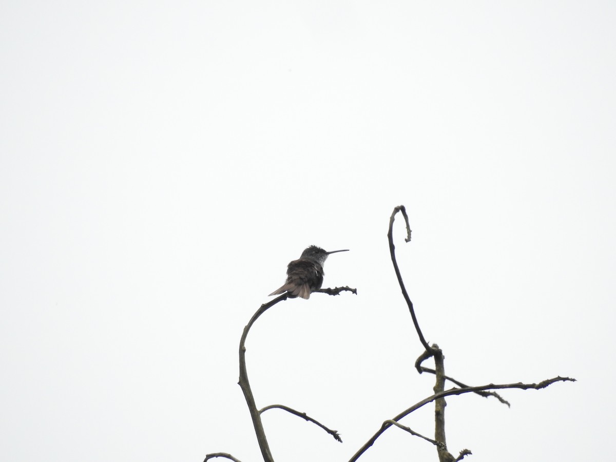 kolibřík azurovotemenný - ML612385520
