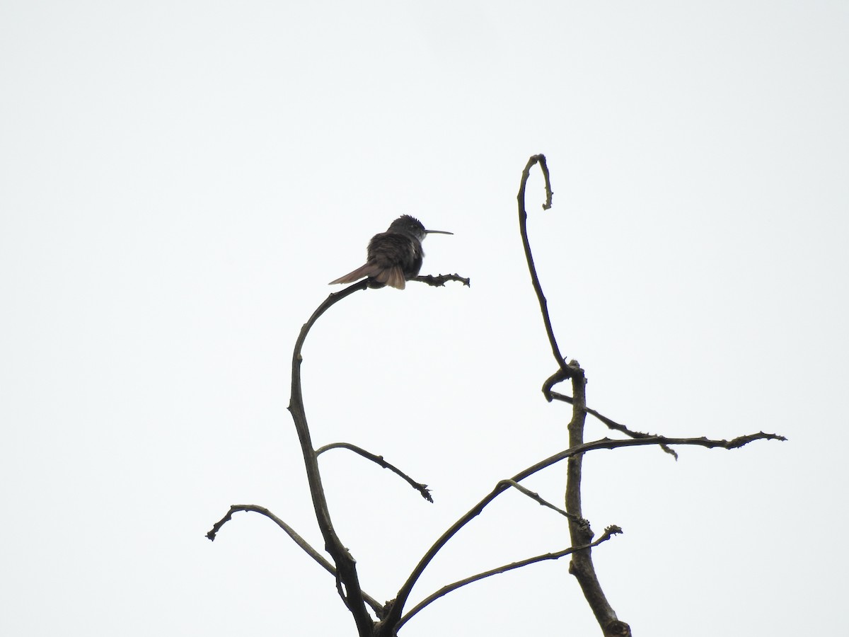 kolibřík azurovotemenný - ML612385521