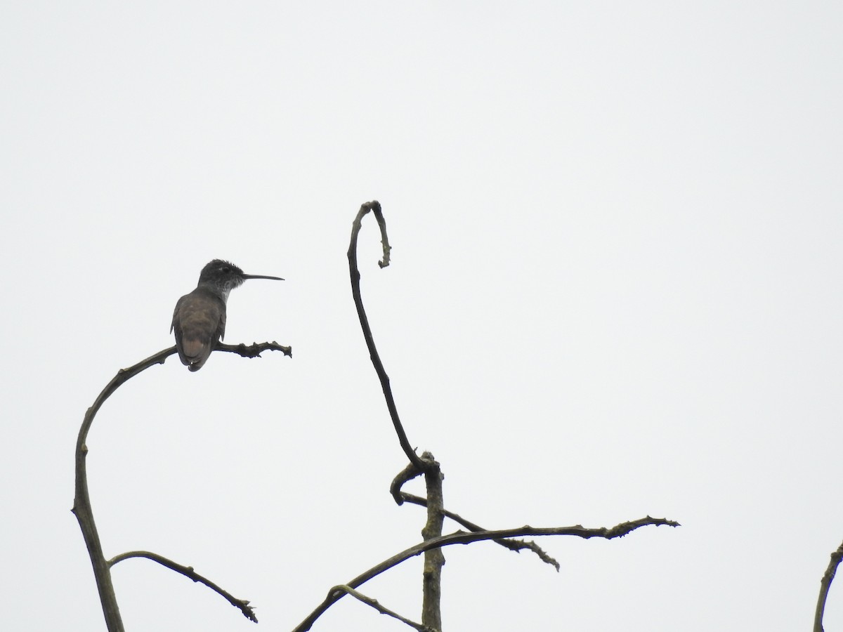 kolibřík azurovotemenný - ML612385522