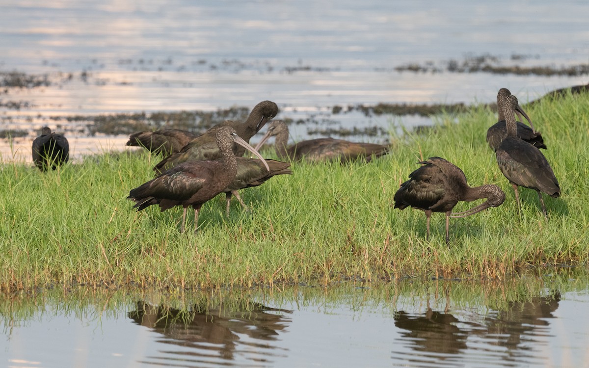 Glossy Ibis - ML612385578