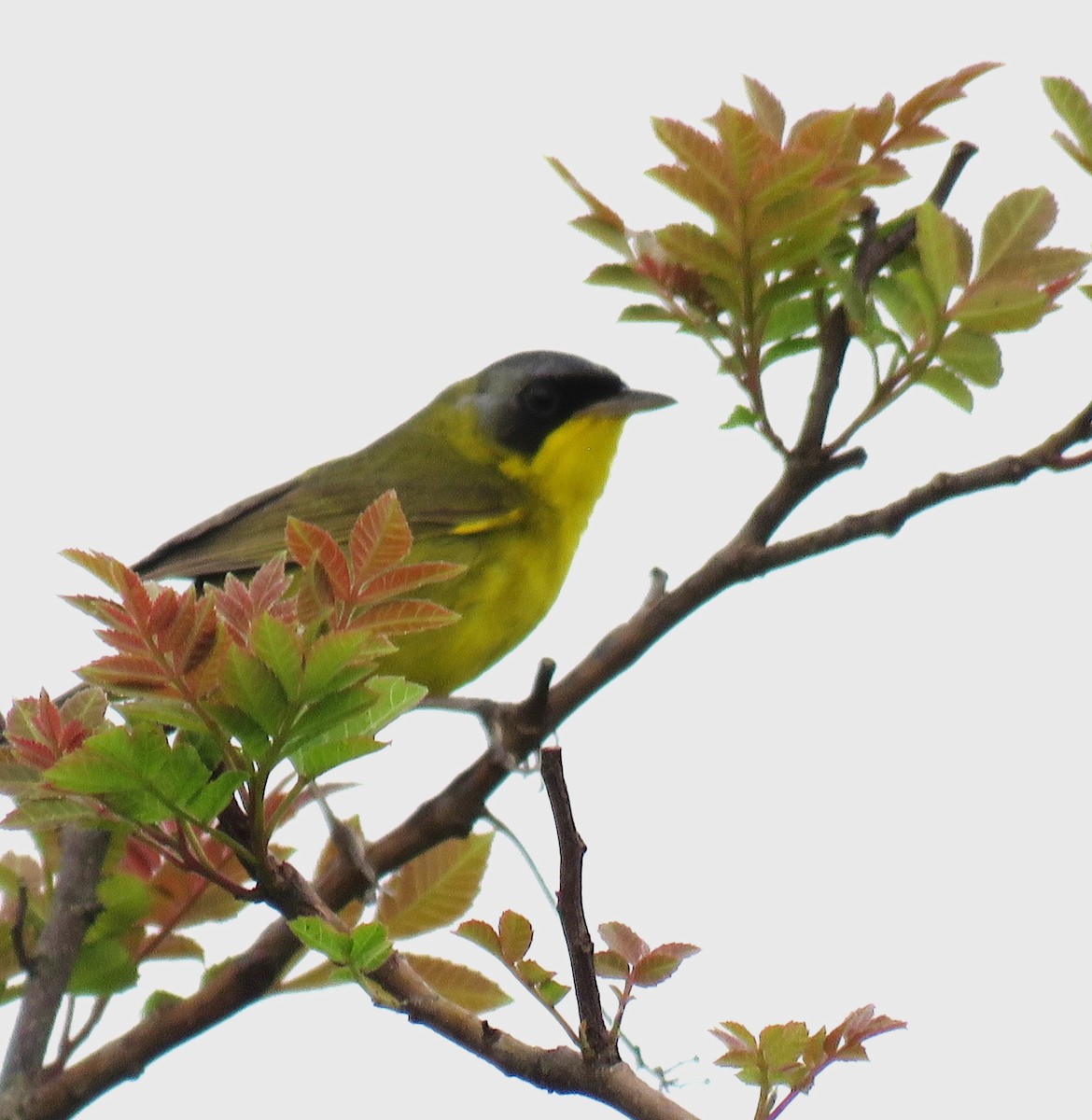 Southern Yellowthroat - Letícia Matheus Baccarin