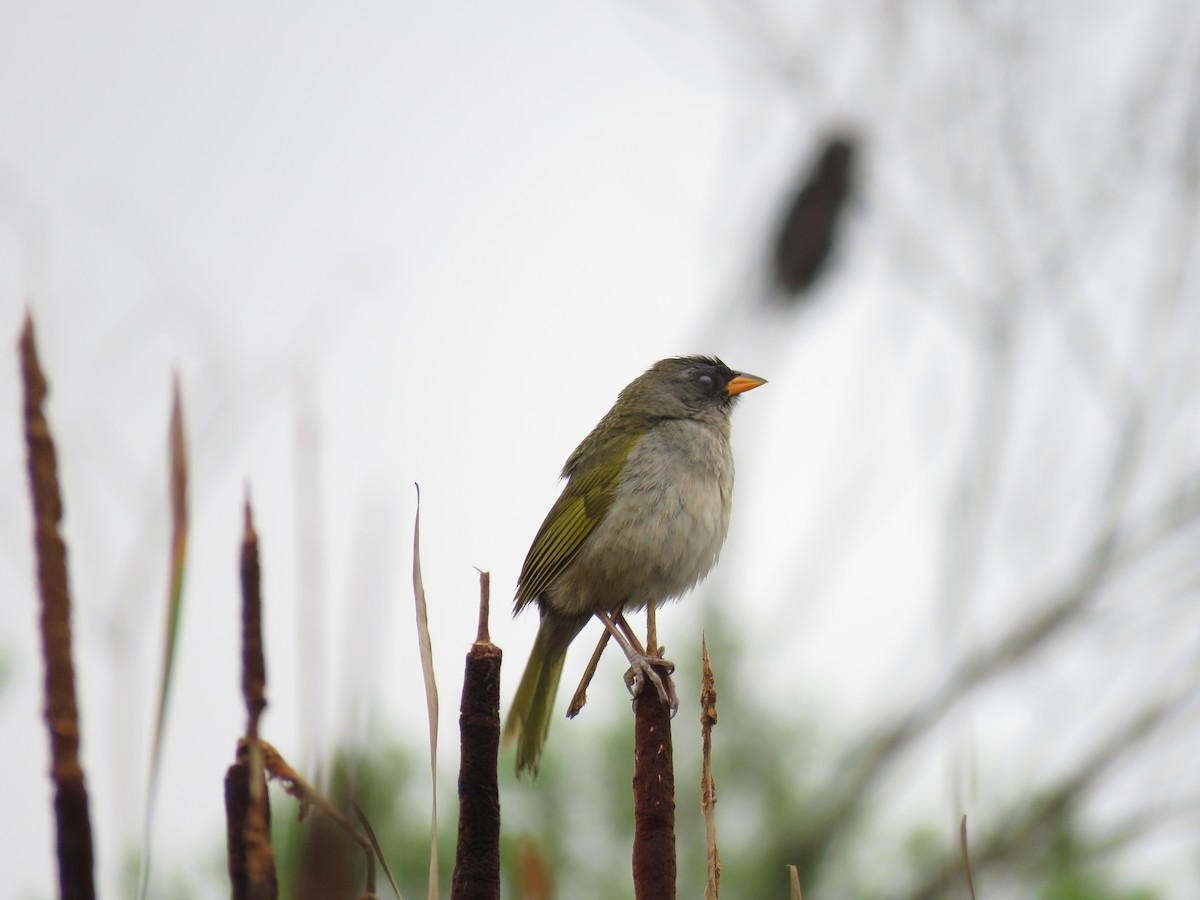 Great Pampa-Finch - Letícia Matheus Baccarin