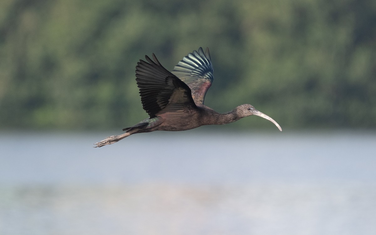 Glossy Ibis - ML612385598