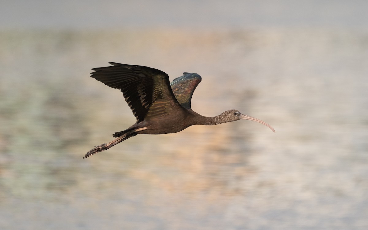Glossy Ibis - ML612385600