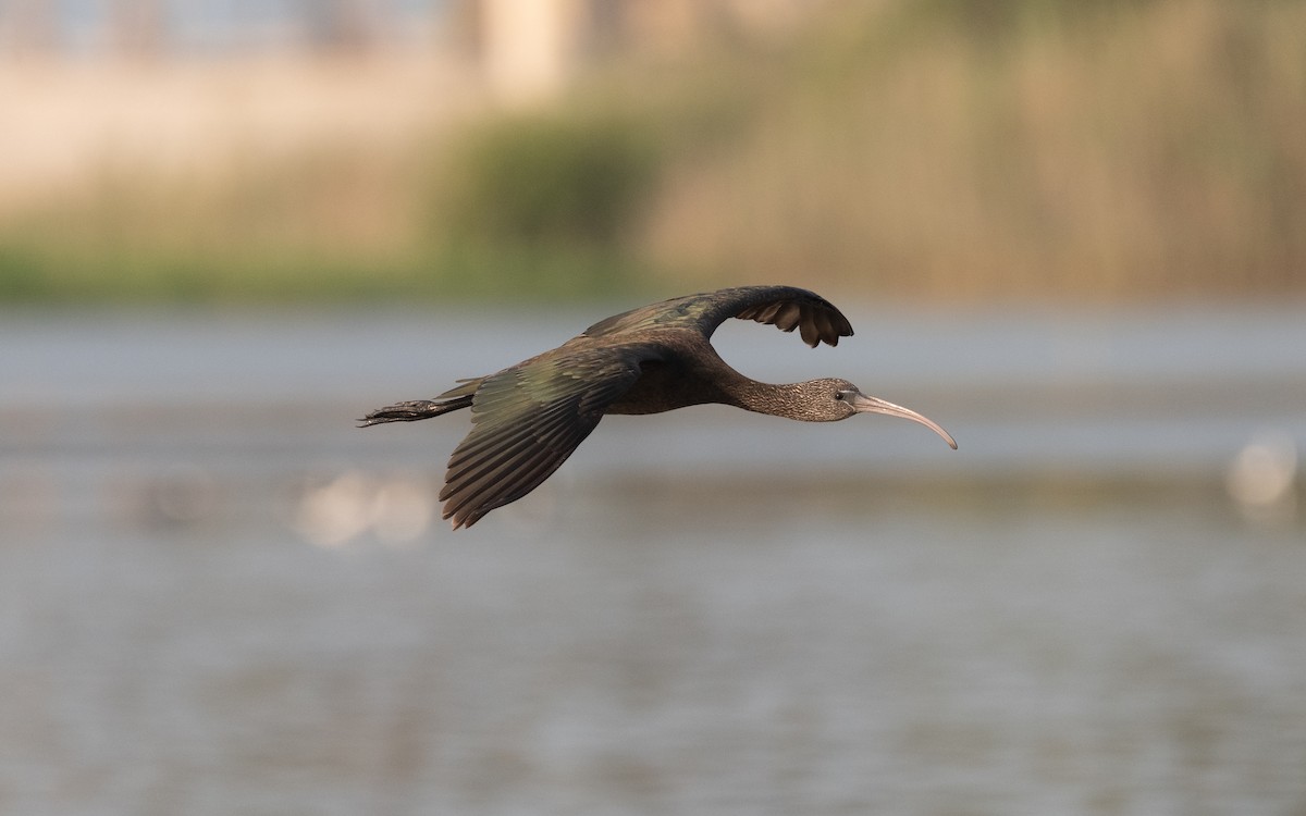 Glossy Ibis - ML612385605