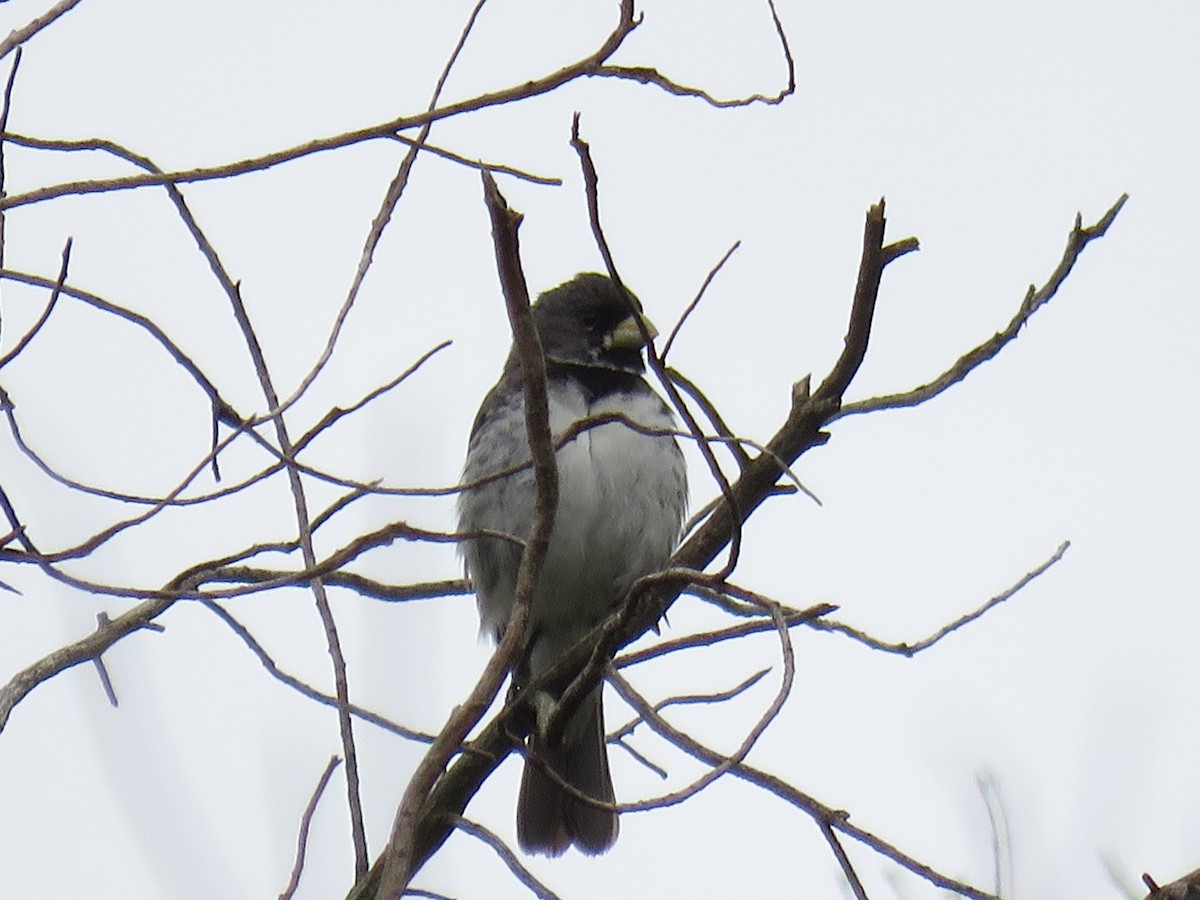 Double-collared Seedeater - Letícia Matheus Baccarin