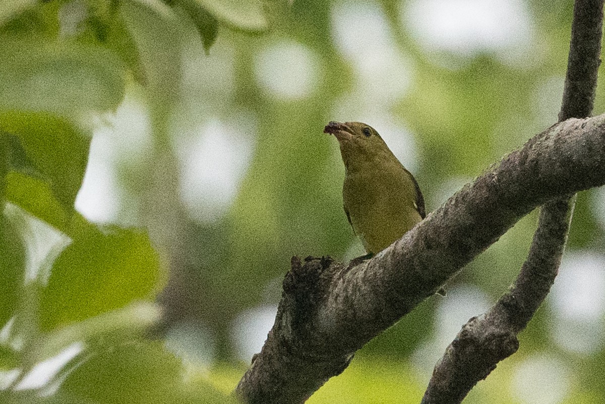 Scarlet Tanager - ML612385639