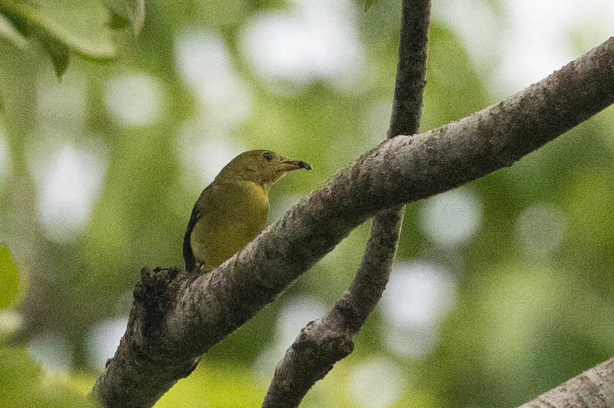Scarlet Tanager - ML612385640