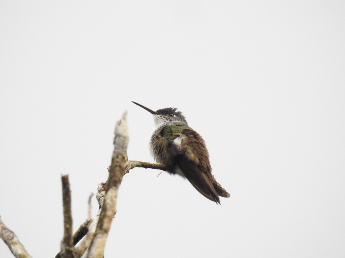 kolibřík azurovotemenný - ML612385669