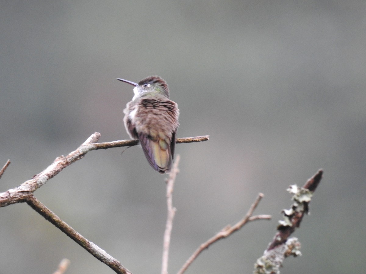 kolibřík azurovotemenný - ML612385671