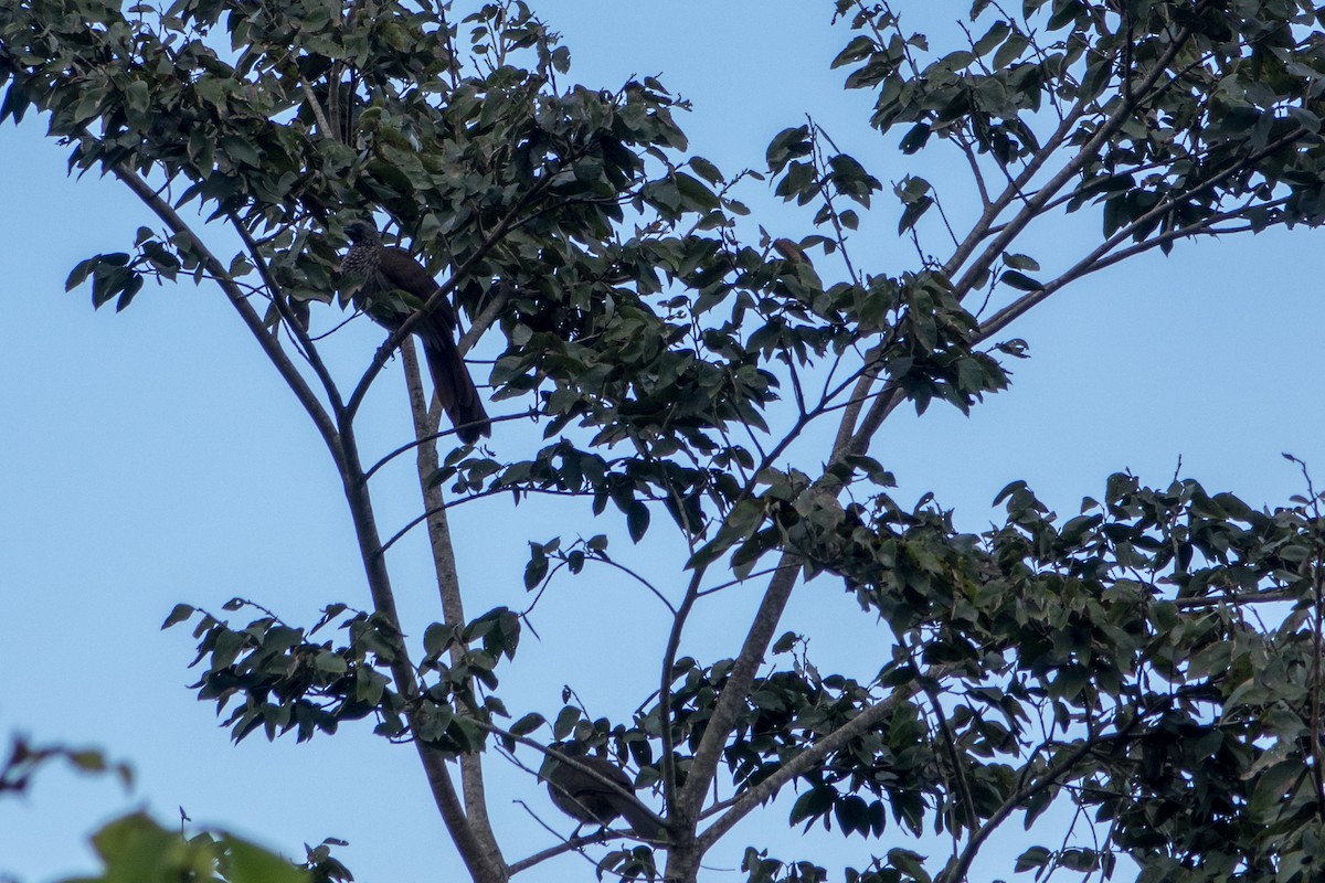 Chachalaca Moteada - ML612385739