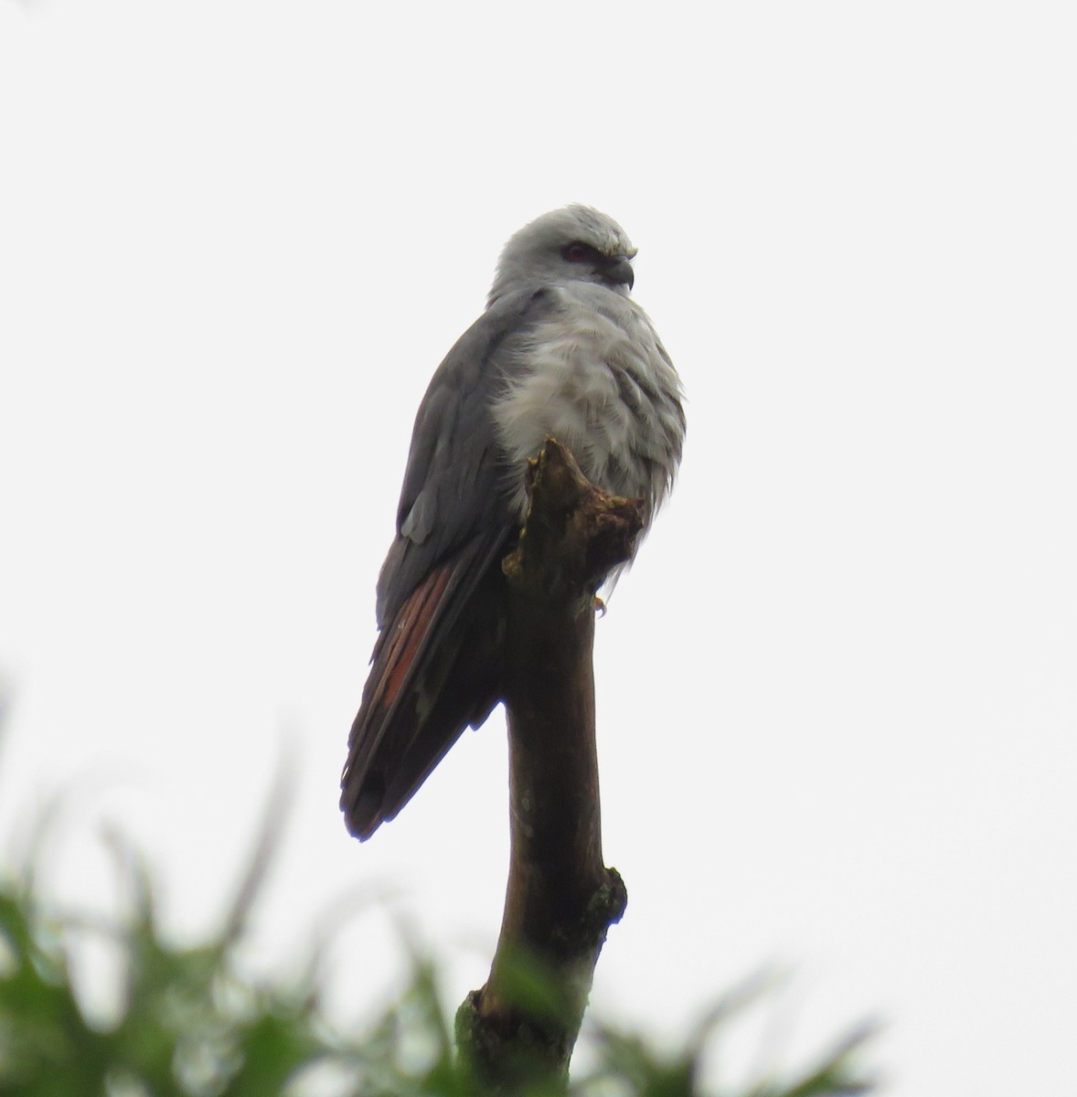 Plumbeous Kite - Letícia Matheus Baccarin