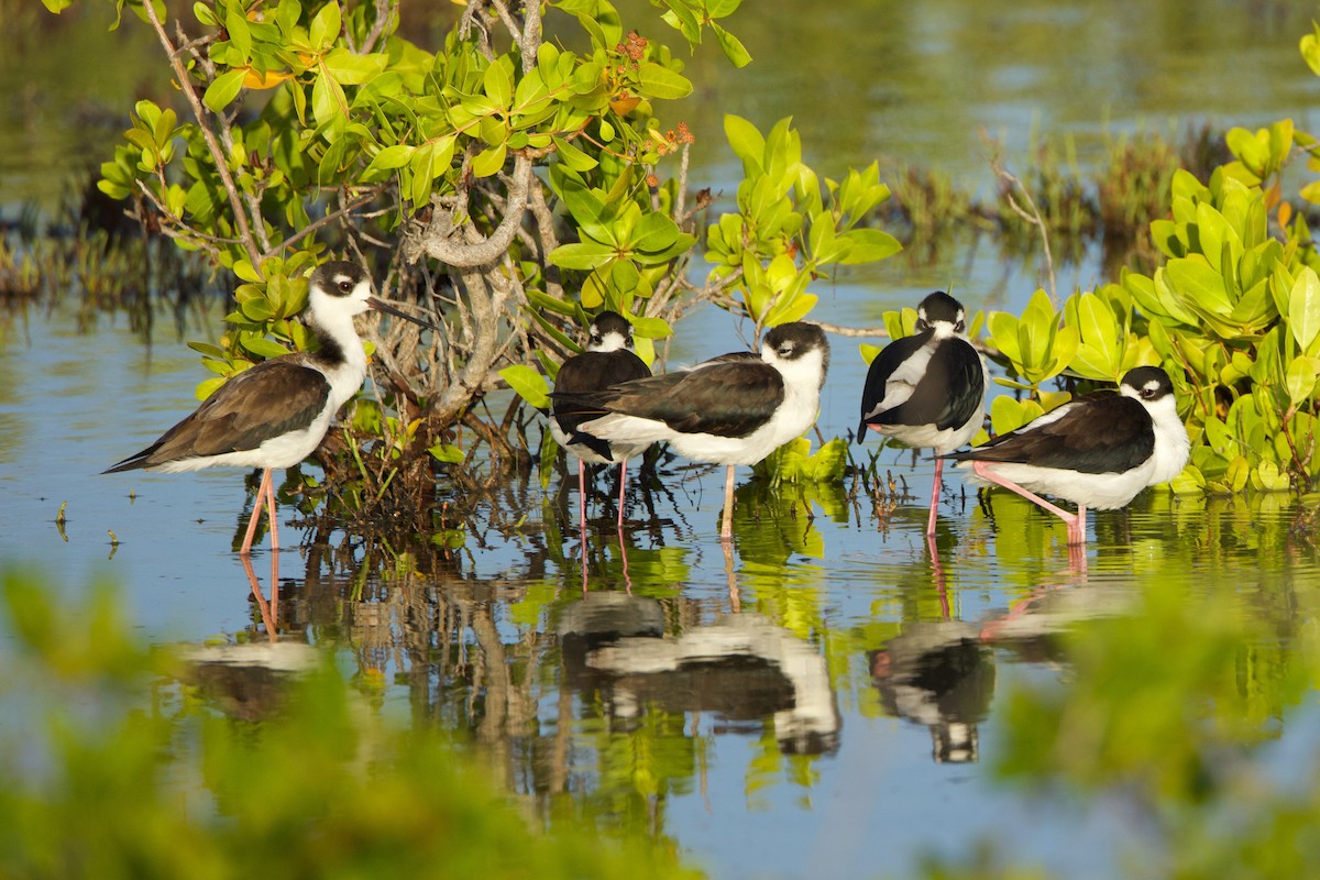 Black-necked Stilt - ML612385896