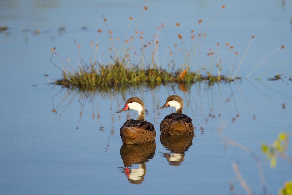 White-cheeked Pintail - ML612385901