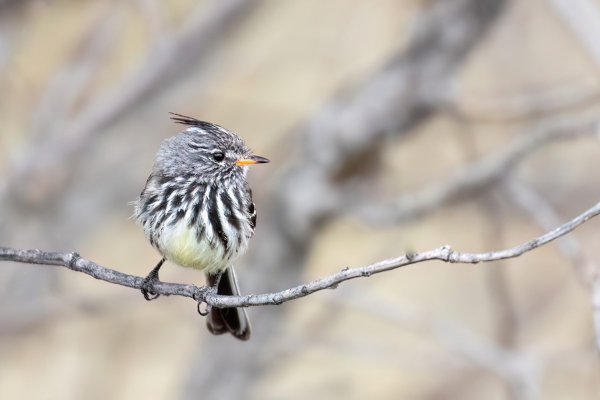 Yellow-billed Tit-Tyrant - ML612385949