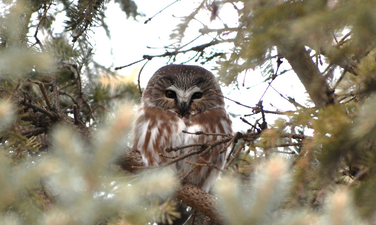 Northern Saw-whet Owl - Gaylene Lazar