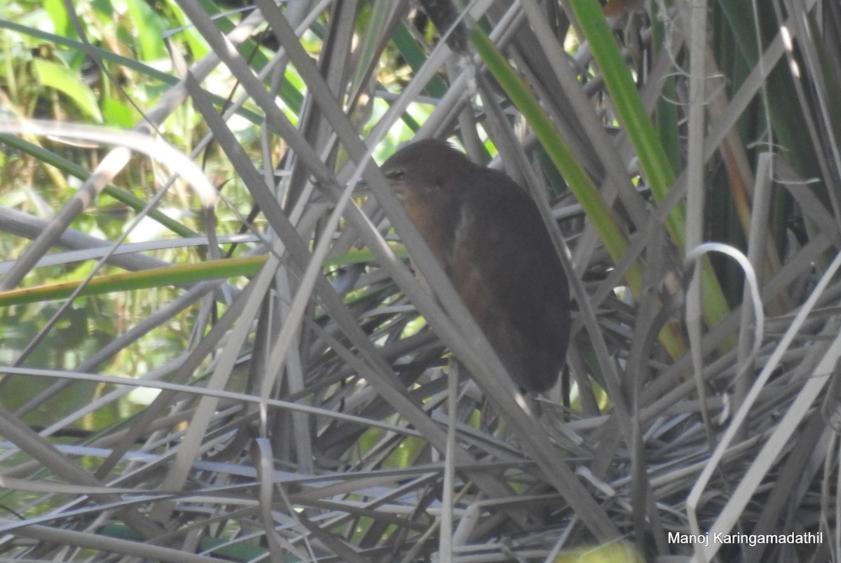 Cinnamon Bittern - ML612385970