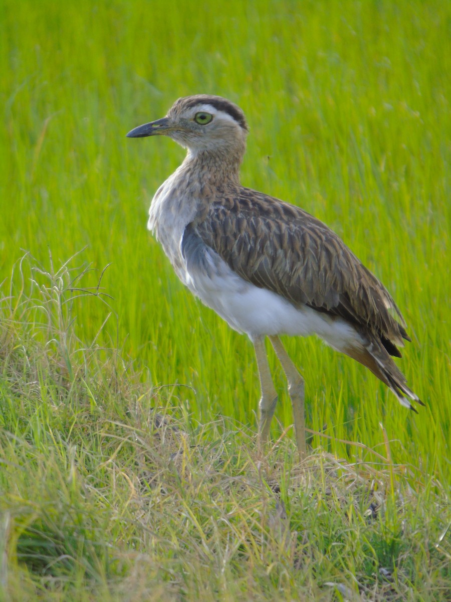 Double-striped Thick-knee - ML612386041
