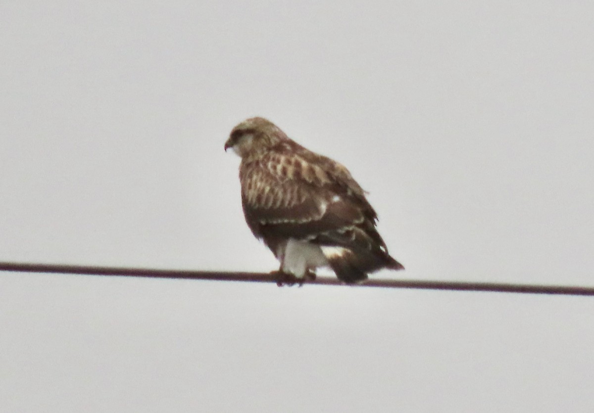 Rough-legged Hawk - ML612386090