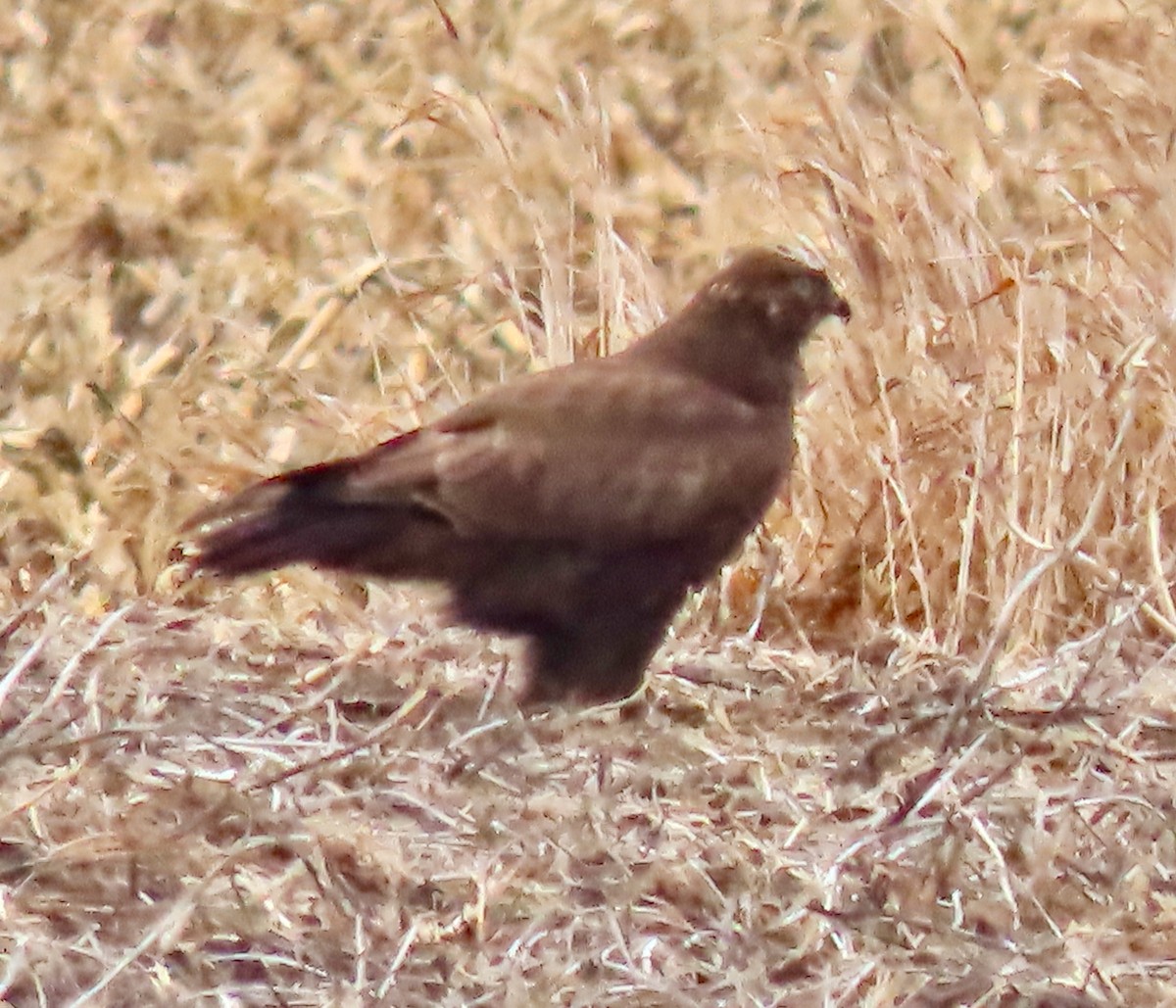 Rough-legged Hawk - ML612386138