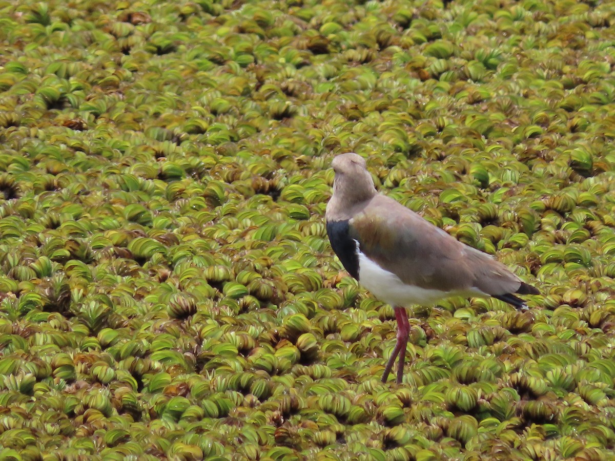 Southern Lapwing - ML612386174