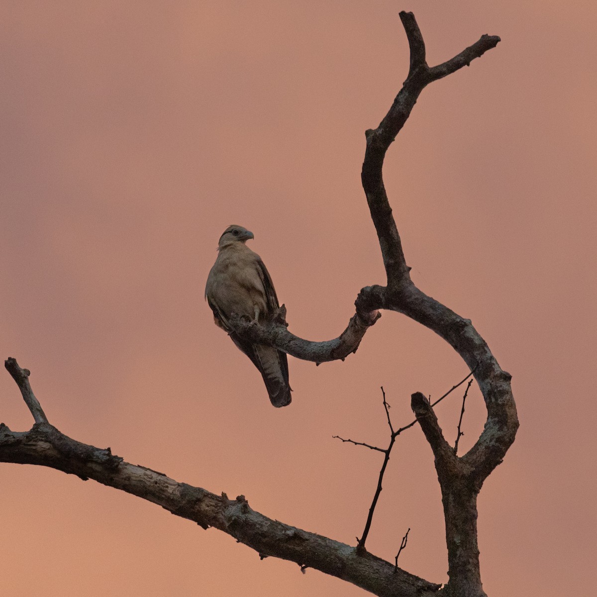 Yellow-headed Caracara - PATRICK BEN SOUSSAN