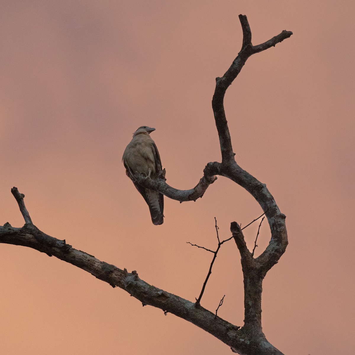 Yellow-headed Caracara - PATRICK BEN SOUSSAN