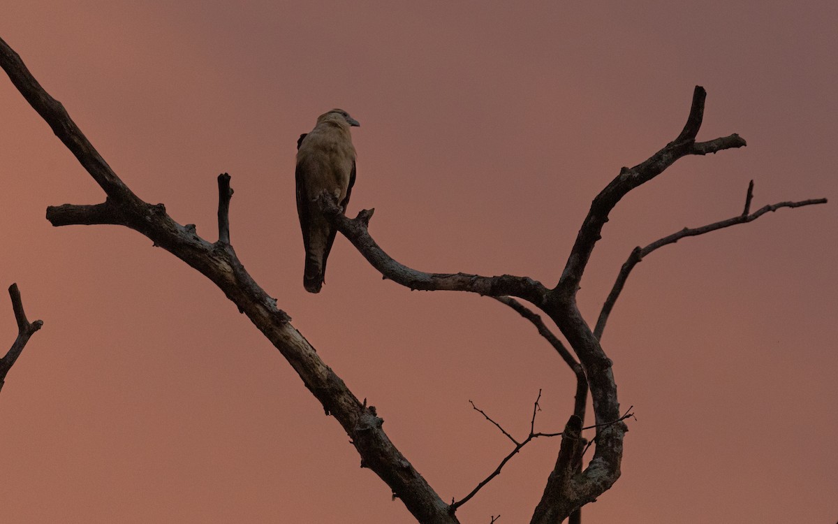 Yellow-headed Caracara - ML612386271