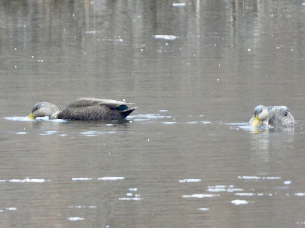 Canard noir - ML612386282