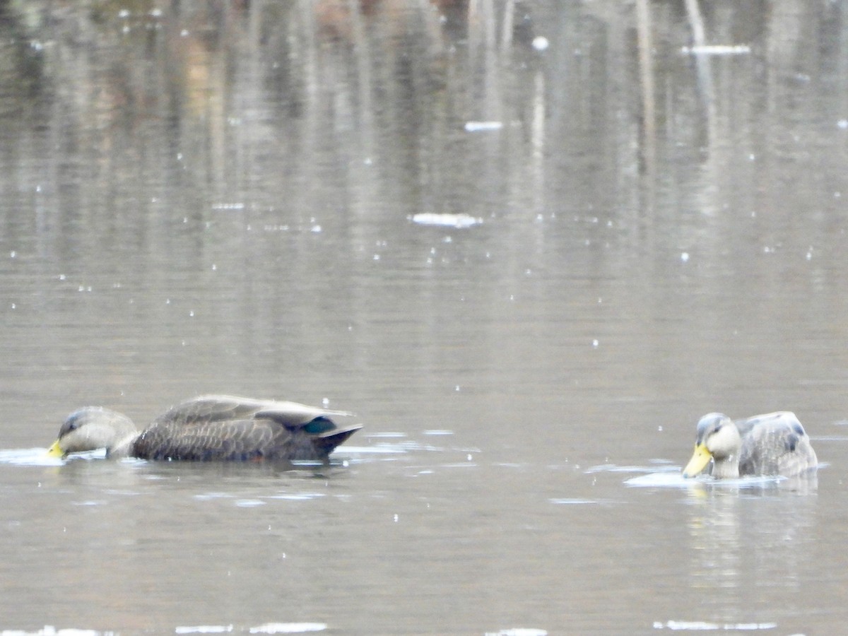 Canard noir - ML612386283