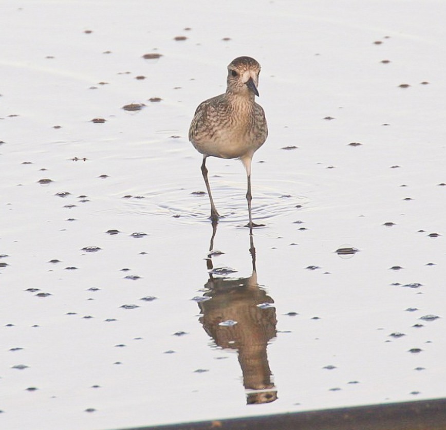 American Golden-Plover - Obed Canales