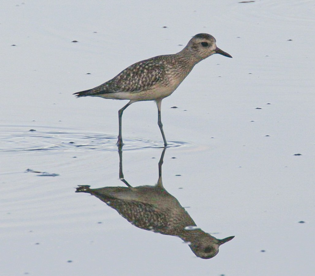 American Golden-Plover - Obed Canales