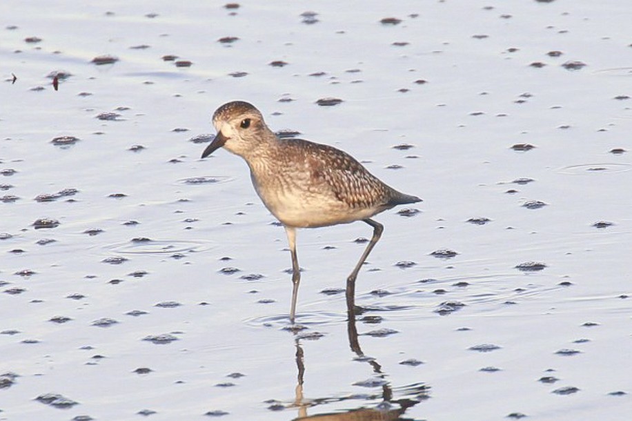American Golden-Plover - Obed Canales