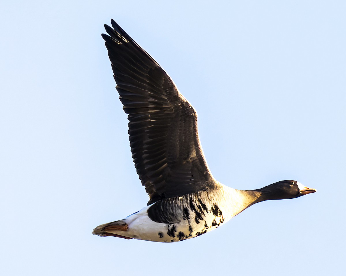 Манхин галуу - ML612386461