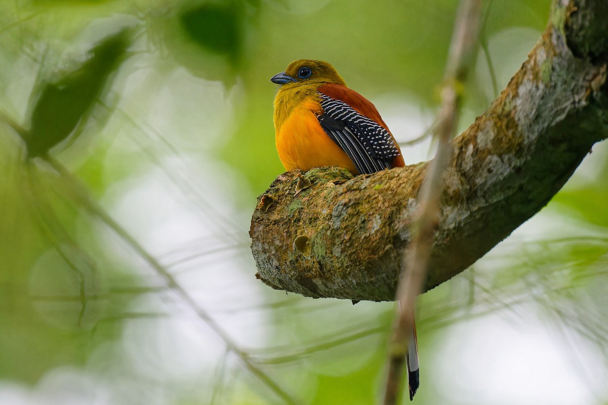 Trogon à poitrine jaune - ML612386486