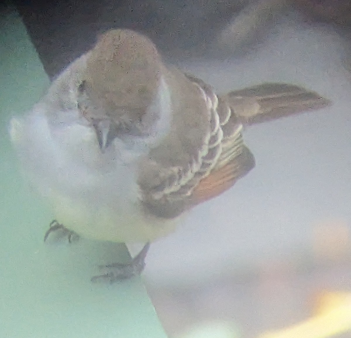 Ash-throated Flycatcher - ML612386513