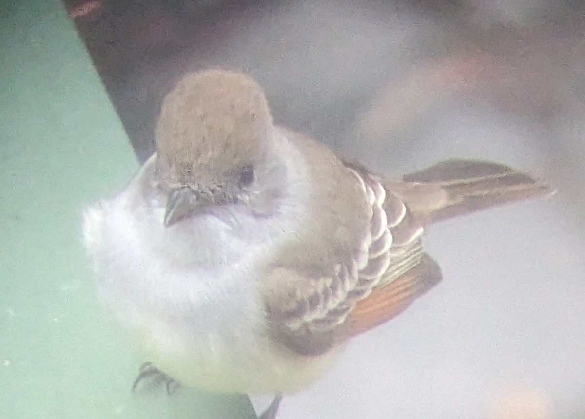 Ash-throated Flycatcher - ML612386514