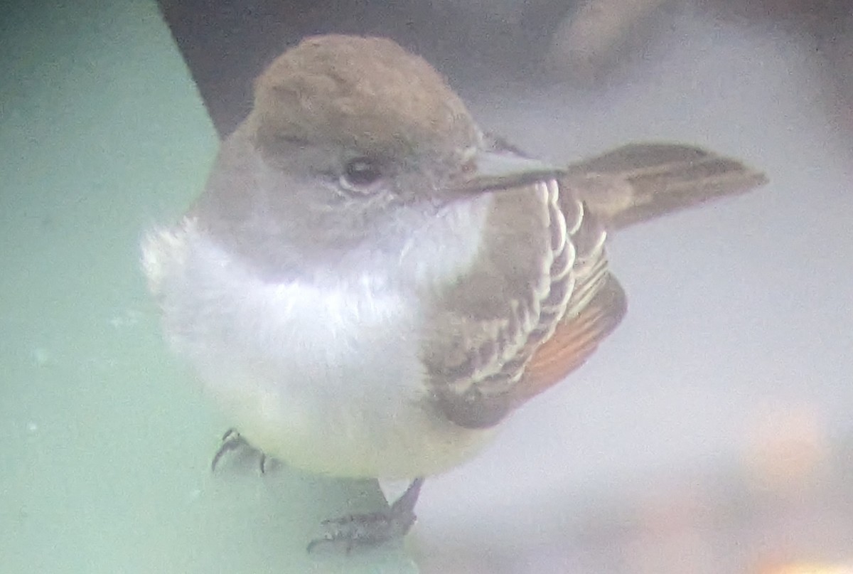 Ash-throated Flycatcher - ML612386515