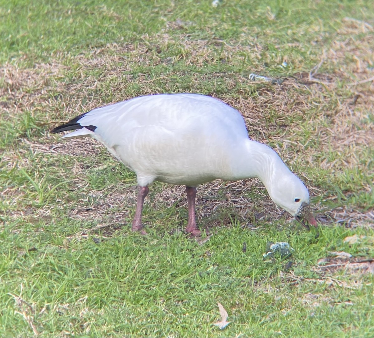 Ross's Goose - ML612386569