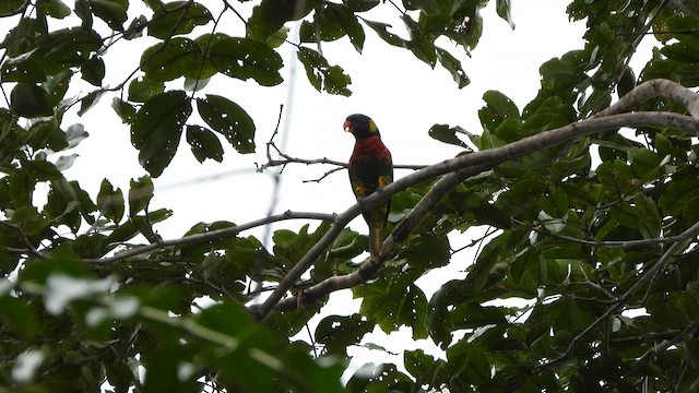新幾內亞彩虹吸蜜鸚鵡 - ML612386642