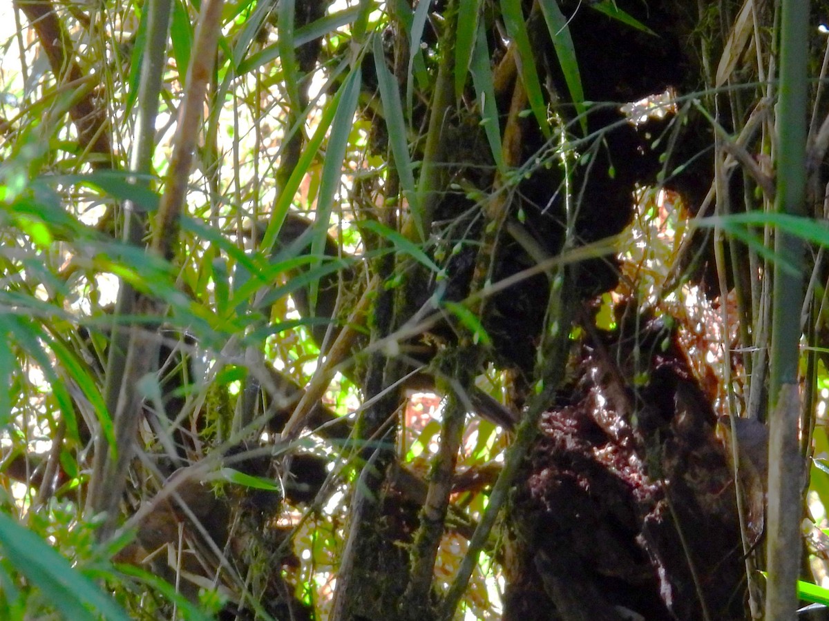 Sri Lanka Bush Warbler - ML612386842