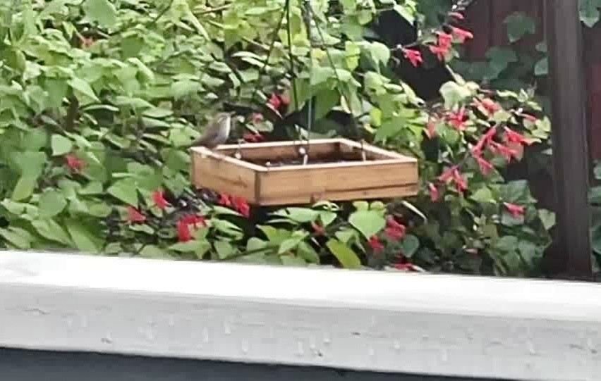 Bewick's Wren - ML612386851