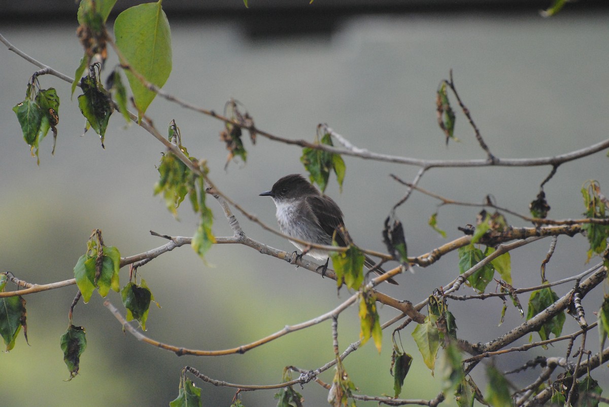 Eastern Phoebe - ML612386899