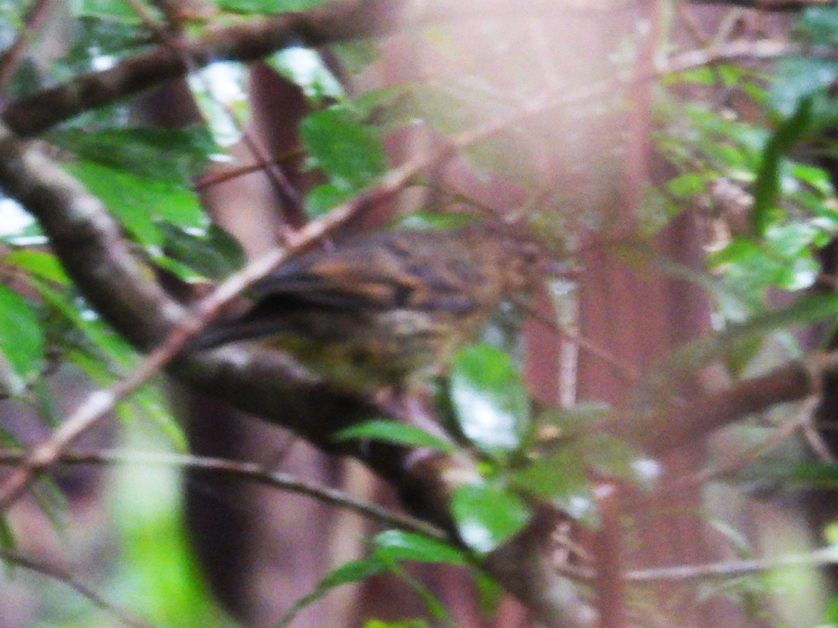 Sri Lanka Thrush - ML612386907