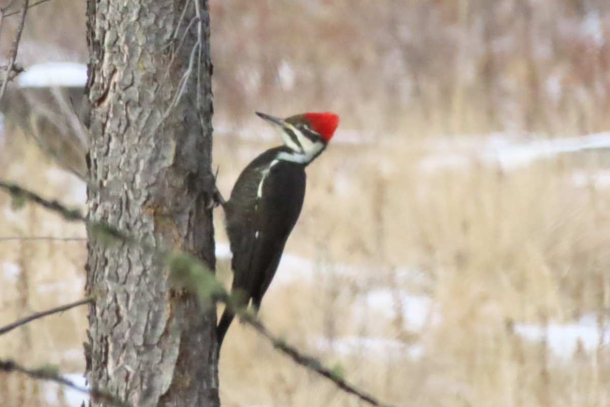 Pileated Woodpecker - ML612386995