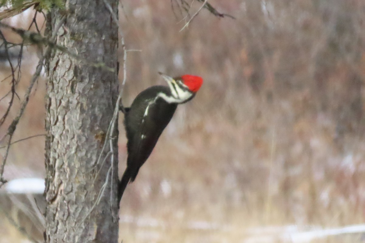 Pileated Woodpecker - ML612386997