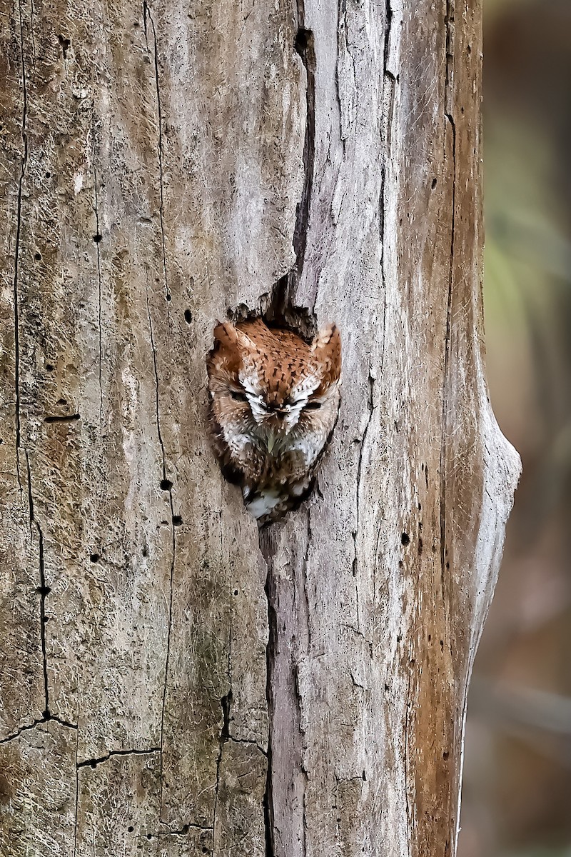 Eastern Screech-Owl - Niraj  Jobanputra
