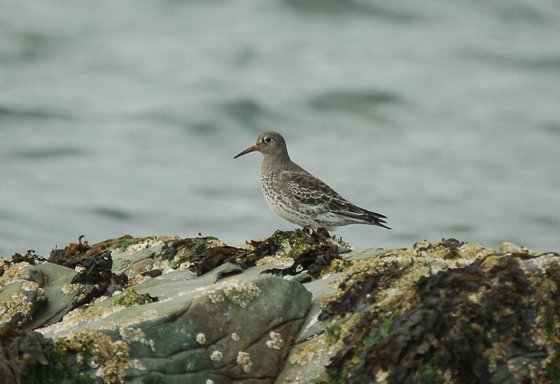 Purple Sandpiper - ML612387049